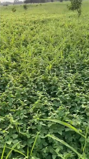 🌿 lush green horsegram farming | huruli thota beauty | natural farm vibes 🌾✨