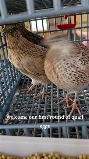Our first batch of quail eggs is finally here! Tiny, speckled, and packed with nutrition—can't wait to see what recipes and snacks we come up with. Stay tuned, Charlie’s Forum is just getting started #CharliesFarm #QuailEggs #BackyardFarming #HomesteadLife #EggHatch #FarmFreshEggs #QuailLife #SmallBatchFarming #TikTokFarming #FoodieFinds #TinyButMighty