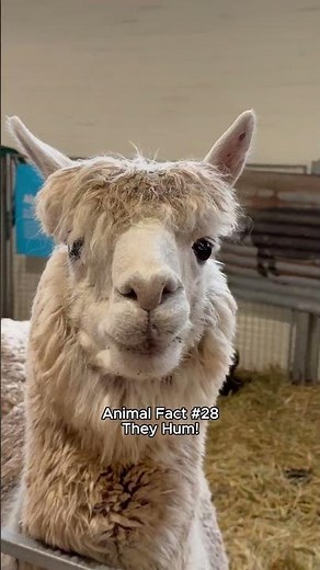 Animal Fact #28 — Did You Know Llamas Communicate by Humming?