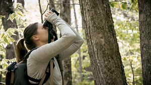 The Resilient Forest–The Birds of Hubbard Brook