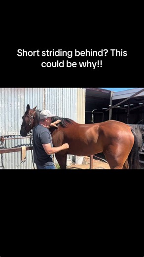 Understanding Short Striding in Horses