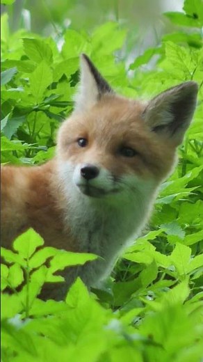 What a Fox Cub Sounds Like #wildlifeentertainment