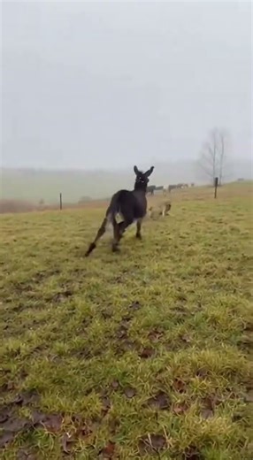 Donkey uses brute force to protect calf from wolf