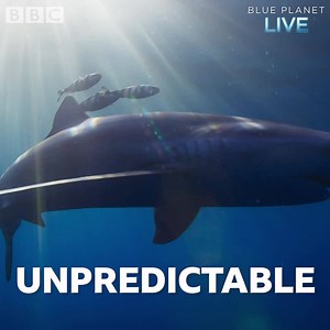 "Unpredictable, uncertain and potentially amazing." 💙 Chris Packham is heading off to the Sea of Cortez for #BluePlanetLive | BBC Earth