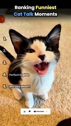 Ranking the Funniest Talking Cats! 🗣️🐱