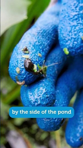 How to keep a pond clear and clean! #gardening #ponds #wildlifegarden