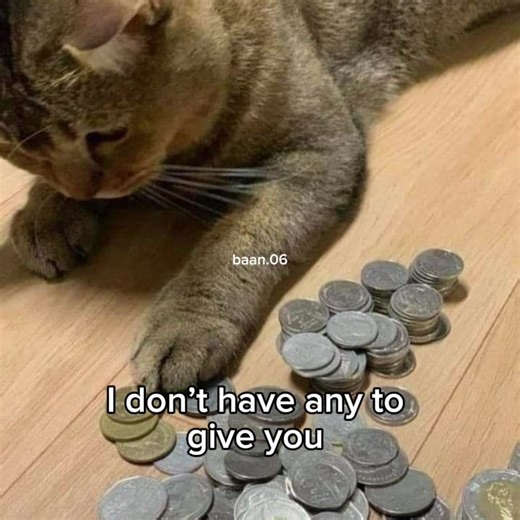 Cute Cat Memes That Make You Smile