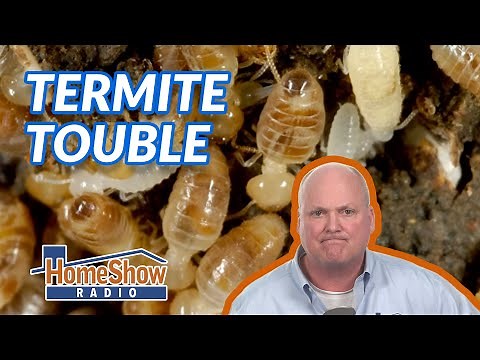 How do I assess termite damage in my walls?