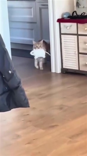 Fluffy Time su TikTok