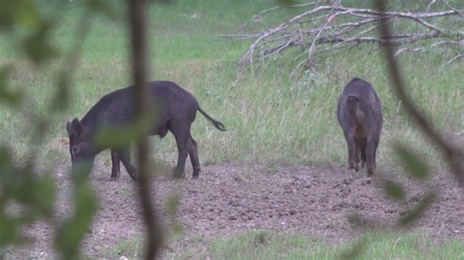 The fight against wild hogs: Texas A&M Natural Resources Institute visits Guadalupe County to help manage hogs