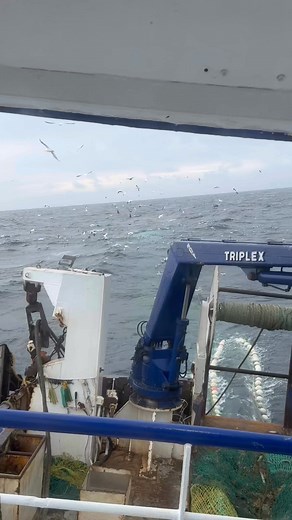 241K views · 1.9K reactions | Fine haul of haddocks and cod last trip  Scientists think they know, fishermen really know !! | Ocean Endeavour PD625 | Facebook