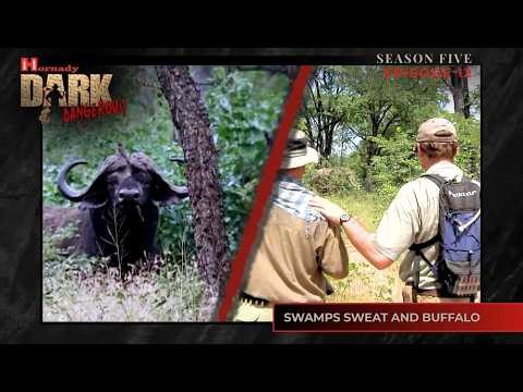 Swamps Sweat and Buffalo I Hornady's Dark & Dangerous S5 Ep12