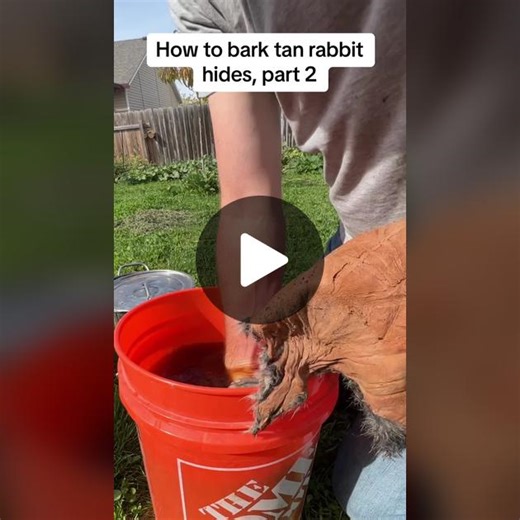 How to bark tan rabbit hides, part 2. #fyp #survival #bushcraft #primitive #leather #leathercraft #howto #hidetanning #sagesmokesurvival