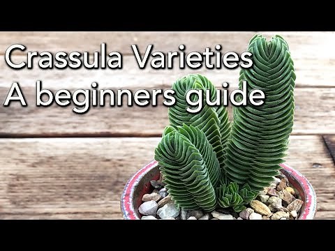 Crassula Varieties - A beginners guide.