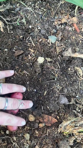 Harvesting Potatoes: Timing and Tips for Success