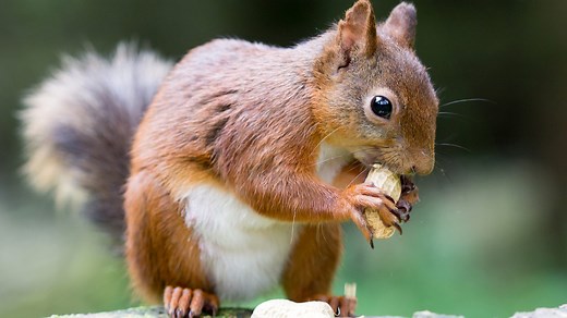 Red squirrels: DNA testing in mid Wales to track numbers