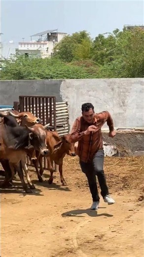 #shravanseva #cow #gaumata #trending #indiancow #youtubeshorts