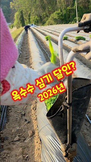Corn Planting Master, How to Plant Mihukchal Corn, Chungbuk Goesan Resident, YouTube Creator, Gra...