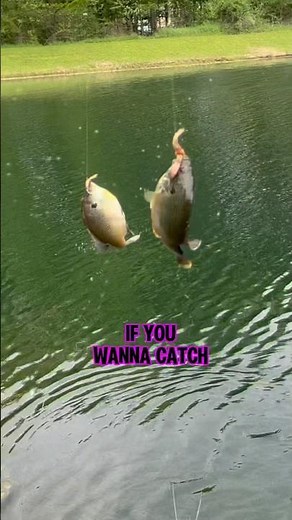 How To Catch MORE Fish In PONDS! 🎣🐟 #shorts #fishing #pondfishing