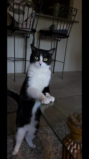 Charlie Rockett on TikTok