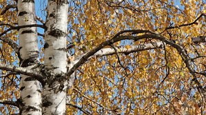 Download Birch in autumn close-up with yellow leaves against a blue sky. for free
