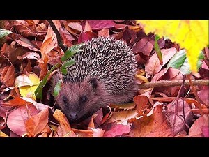 Garden animals in the beautiful autumn