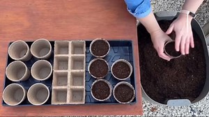 Ferry-Morse 700MG Carrot Tendersweet Annual Vegetable Seeds, Full Sun