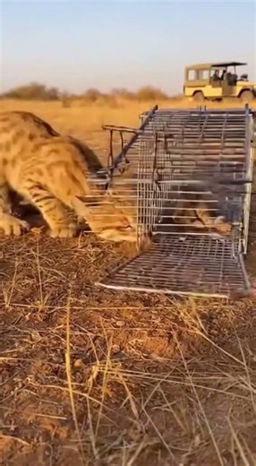 Can a Mother Save Her Baby from a Deadly Trap? 🐱 #cat #animals #wildlifeentertainment