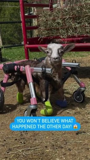 So thankful for the wonderful people at Goats of Anarchy for helping little Jacob recovery and flourish ✨💙 🎥: GoatsofAnarchy - - #walkinpets #walkinwheels #disabledpets #goatsofanarchy #goatsoffacebook #rescue | Walkin' Pets