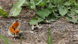 Macro: Fuzzy orange white and black tussock caterpillar exploring