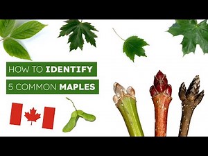 How To Identify 5 Common Maples