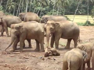 Baby Elephant falling down in a cute way #fun