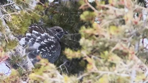 The Yellowstone Wild Team has returned from the fall break refreshed, rejuvenated, and ready to “Welcome You To Winter ❄️!” We’ve still got a handful of openings on our all-inclusive multi-day packages and single day private tours! Customized to Engage Your Curiosity and immerse you in the incredible story of perseverance and resilience unfolding every day on the stark winter landscape, our tours are designed to build memories you’ll cherish forever! Learn more @ https://www.yellowstonewildtours