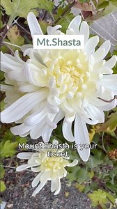 Heirloom Chrysanthemum Flower Farm Tour