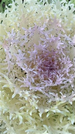 Ornamental Kale Flower