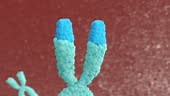 3d animation X chromosomes. Telomerase restores short bits of DNA...