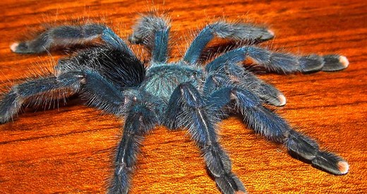 Avicularia geroldi 101: Care, Enclosure, Temperament & More