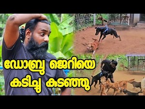 🤯ഇങ്ങനെ കടിച്ച് കീറുമെന്ന് പ്രതീക്ഷിച്ചില്ല 😵 ജെറിമോന് നല്ല വേദനയുണ്ട് 😒