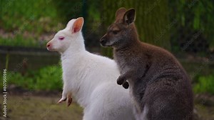 Close view of an albino kangaroo standing around on a sunny day