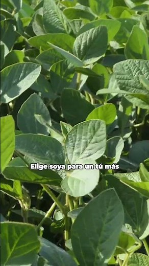🌿Beneficios de la soya para tu salud y tu alimentación
