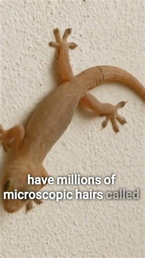 how geckos stick to walls