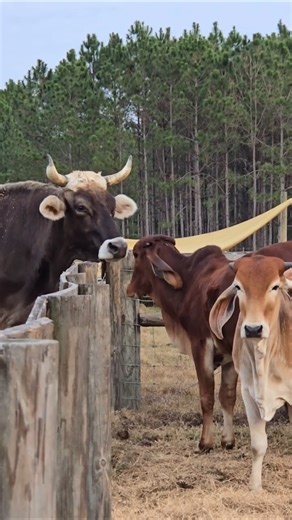 The Stare Down #shorts #cow