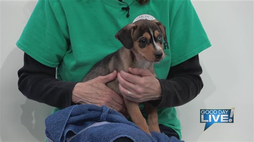 Pet of the week: Barry Gibb