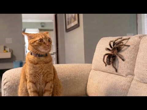 Crazy Cats vs Wild Animals 😹 | You Can’t Stop Laughing – Chaos Moments 2026