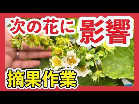 【超重要！いちご栽培】初心者でもできる！摘果の効果とやり方を解説！一年の収穫量に大きく差が出ます【家庭菜園】