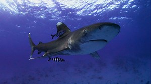 BBC One - Shark - Oceanic whitetip shark