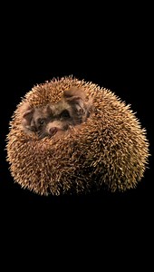 754K views · 6.9K reactions | Watch as this ball of spines opens to...