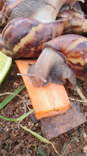 lazy snail that loves to eat | Smiley Moore.