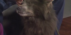 Pet of the Week - Dottie - April 6, 2018