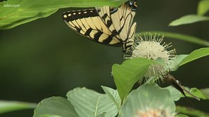 Butterfly Festival to show people how to protect pollinators on Saturday